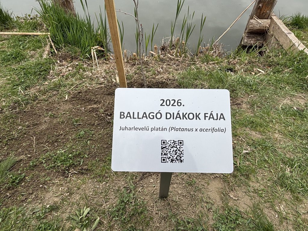 Ballagók fája (5)
